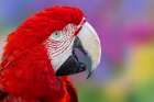 Red and green macaw, green-winged macaw. Art Print
